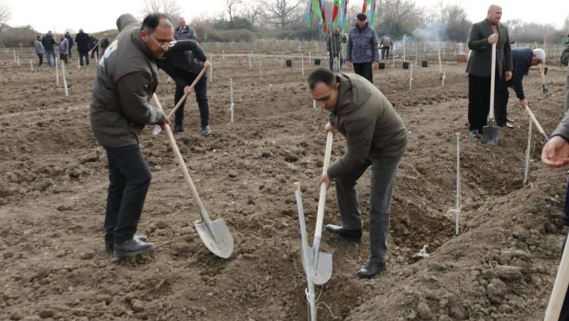 salyan rayonunun meşə fondu torpaqlarında 5 mindən çox ağac əkilib